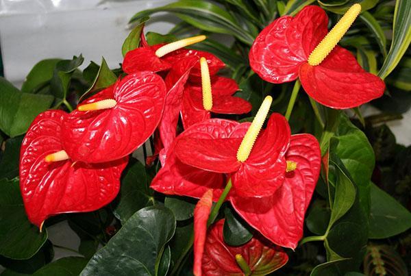 anthurium