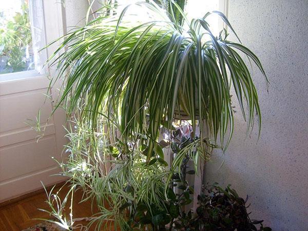 chlorophytum