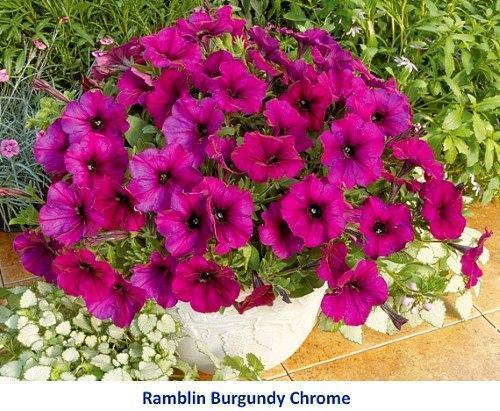 petunia ramblin bordo