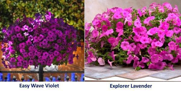 Petunia Easy Wave Violet i Explorer Lavanda