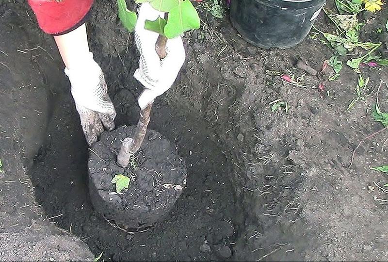 een zaailing planten met een gesloten wortelstelsel