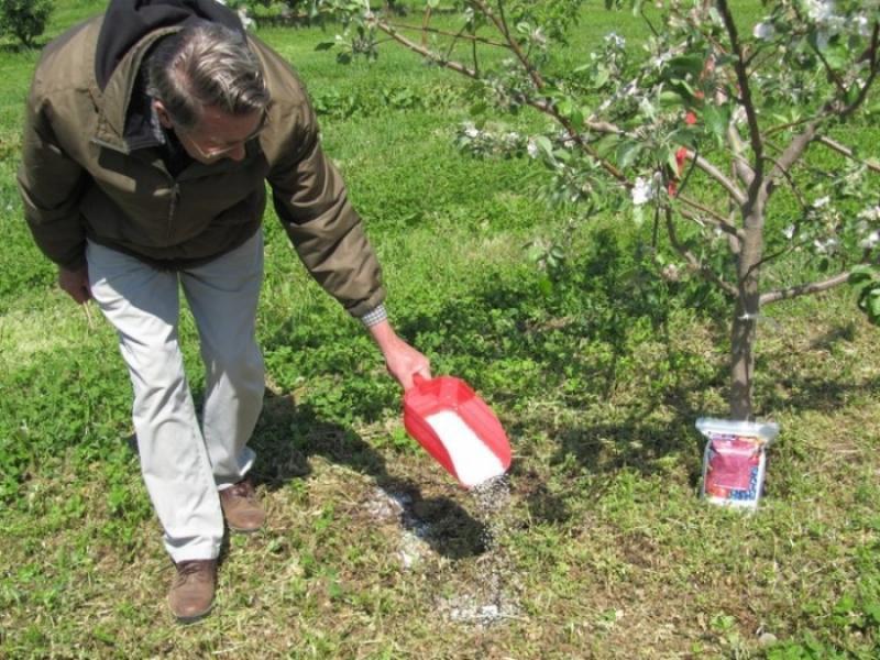 de appelboom voeren