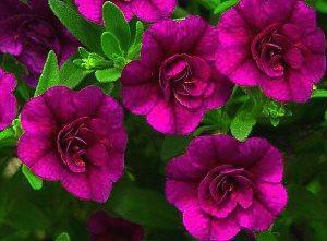 petunia bloemen