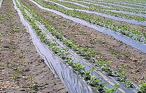 Verzorging van tuinbedden