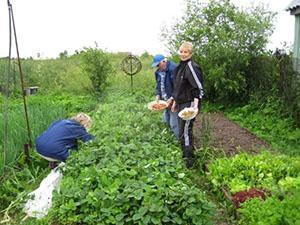 Aardbeien plukken in het land