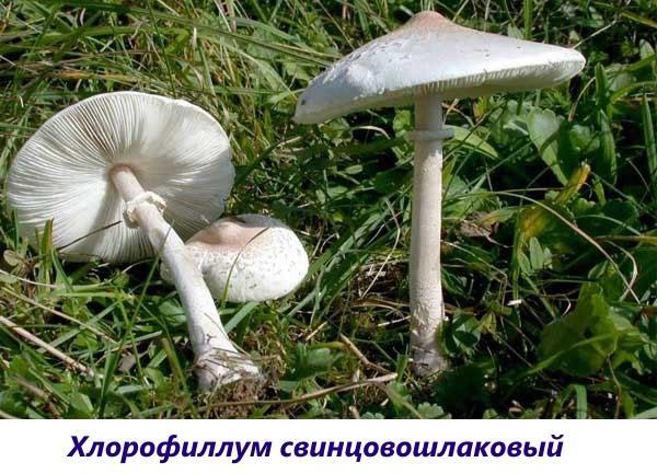 Chlorophyllum loodslak