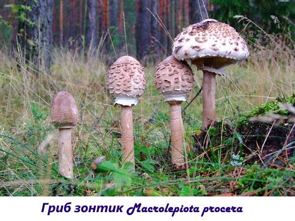 Paddenstoelenparaplu Macrolepiota procera