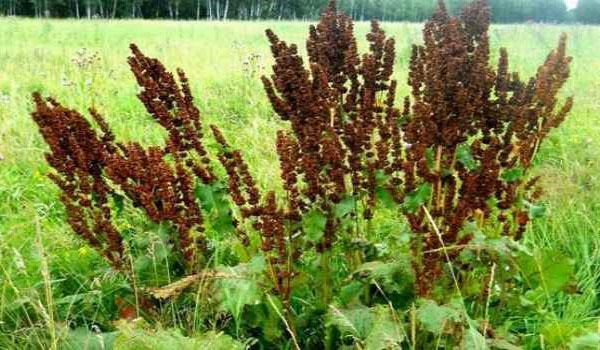 paardenzuring oogsten