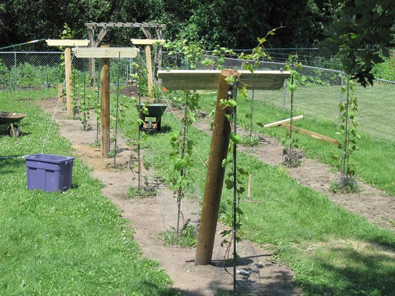 trellis voor druiven gemaakt van hout