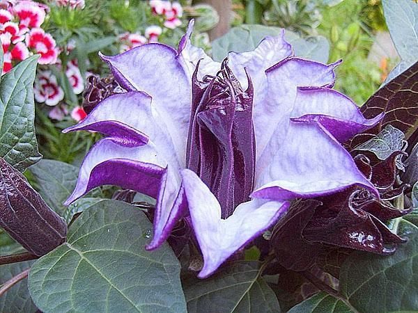 Datura otporna na bolesti