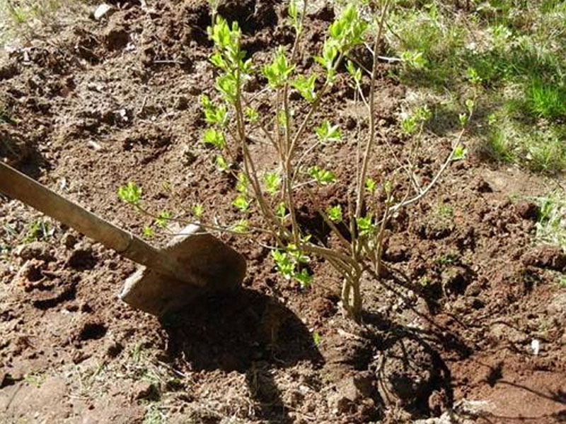 een plantplaats voor seringen kiezen