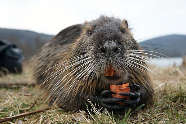 Nutria liefdeswortels, gras