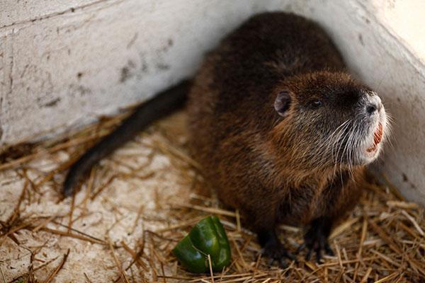 Nutria wordt bewaard in stevige, schone, ruime behuizingen