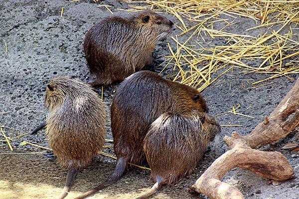 Nutria worden beschouwd als de schoonste dieren op de boerderij.