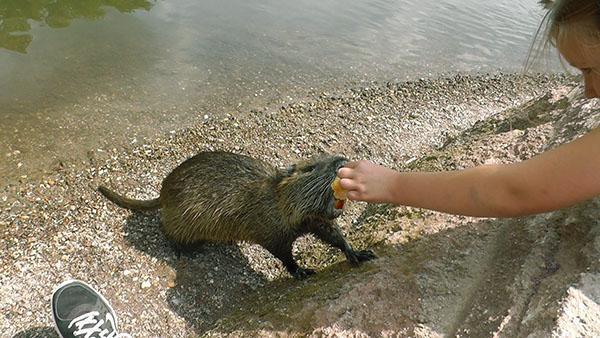 Meisje voedende nutria