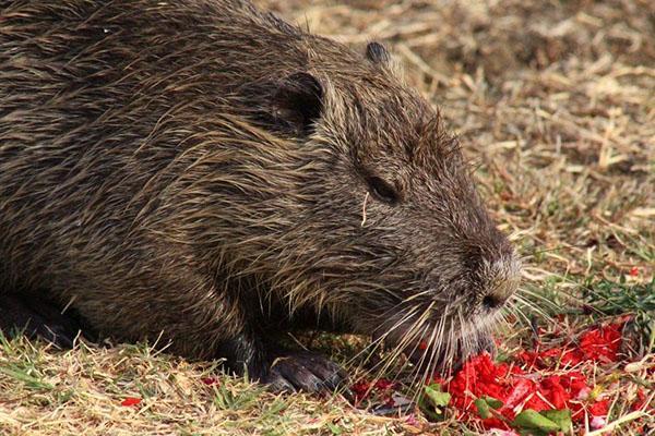 Nutria heeft heerlijk dieetvlees