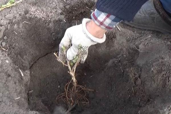 een kruisbessenzaailing planten