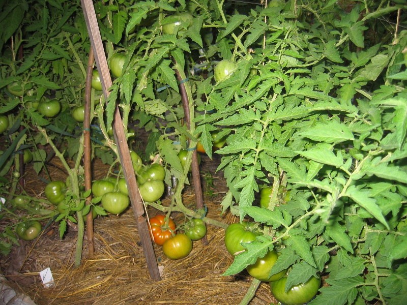 tomatenstruik berenpoot