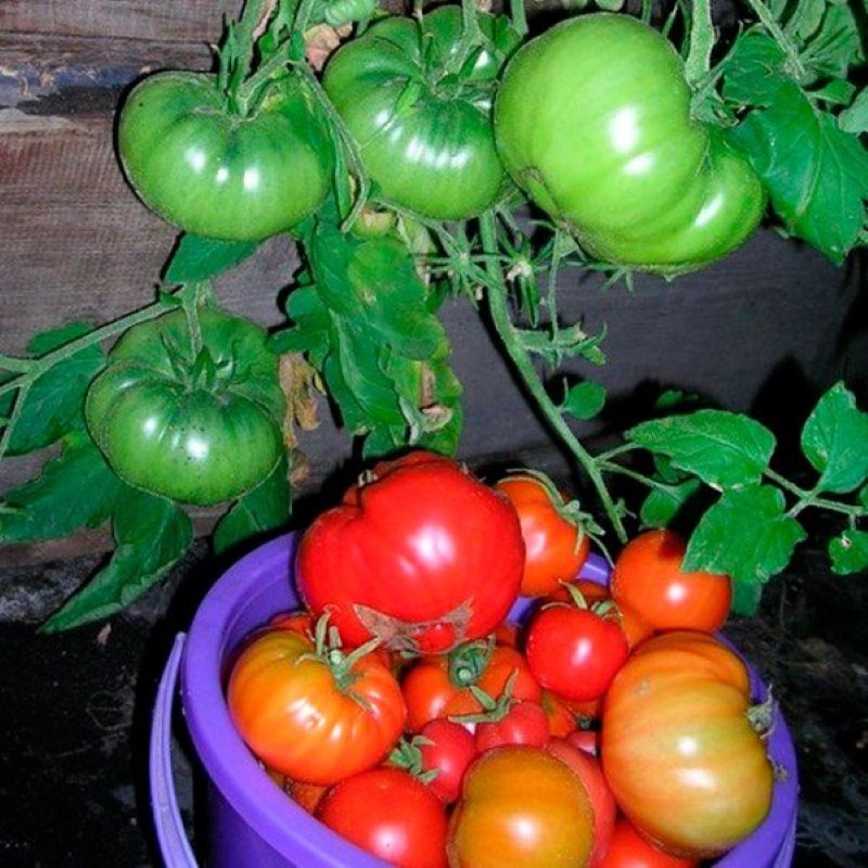 voor- en nadelen van tomatenberenpoot