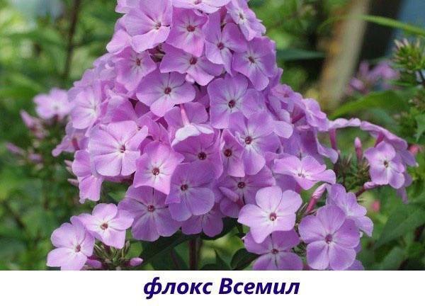 Phlox Vsemil