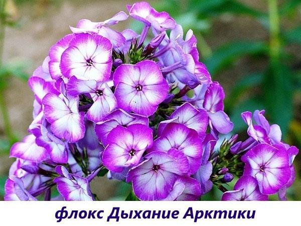 Phlox Arctic Breath