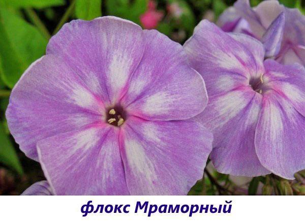 Phlox-marmer