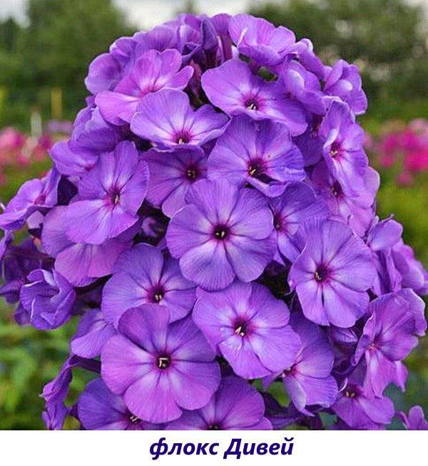 Phlox Divay