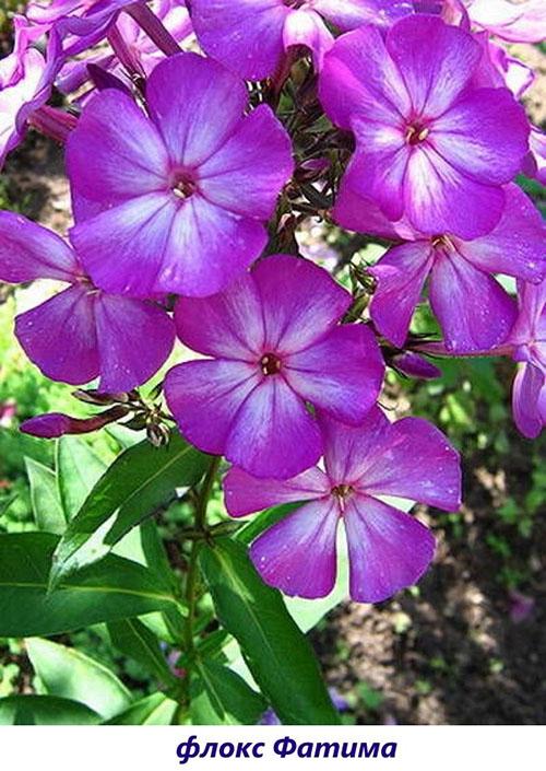 Phlox Fatima