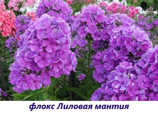 Phlox Lila Badjas