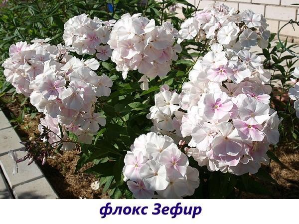 Phlox Marshmallow