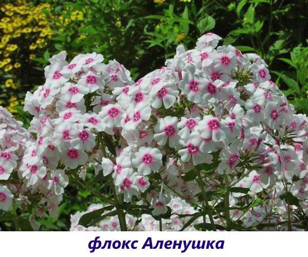 Phlox Alyonushka