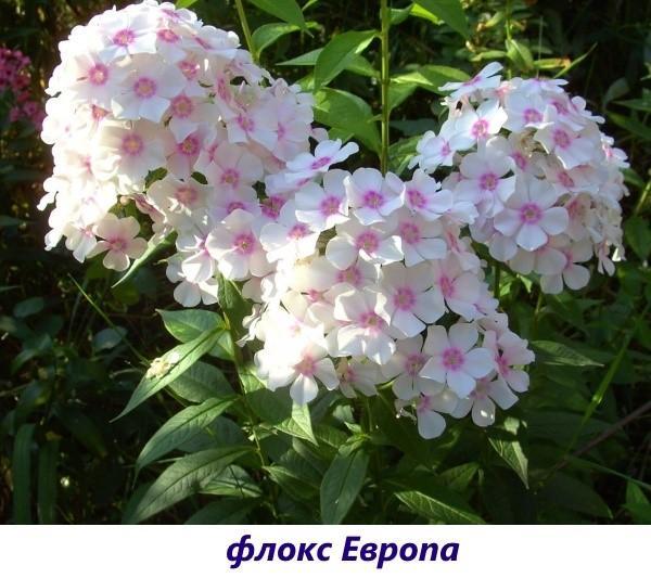 Phlox Europa