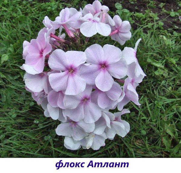 Phlox Atlant