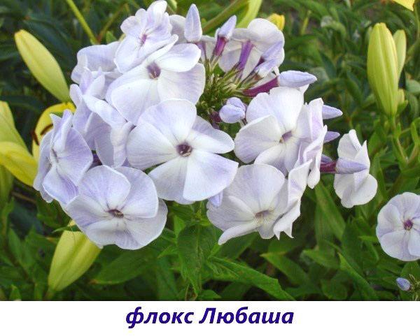 Phlox Lyubasha