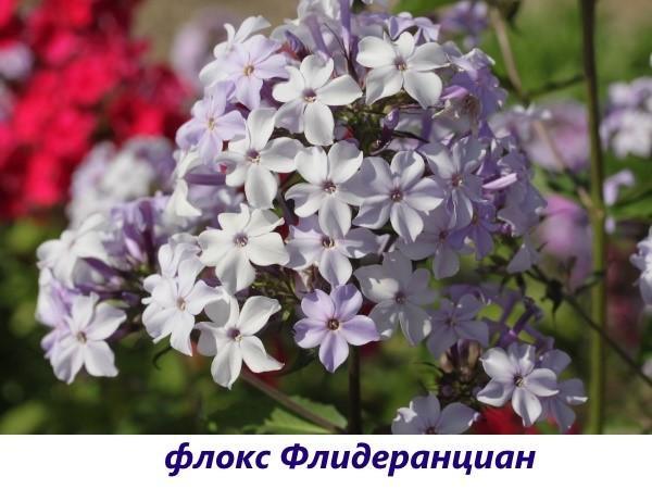 Phlox Fliderantian