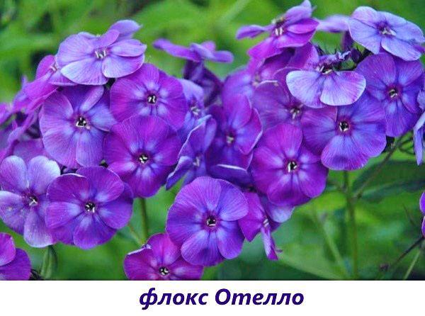 Phlox Othello