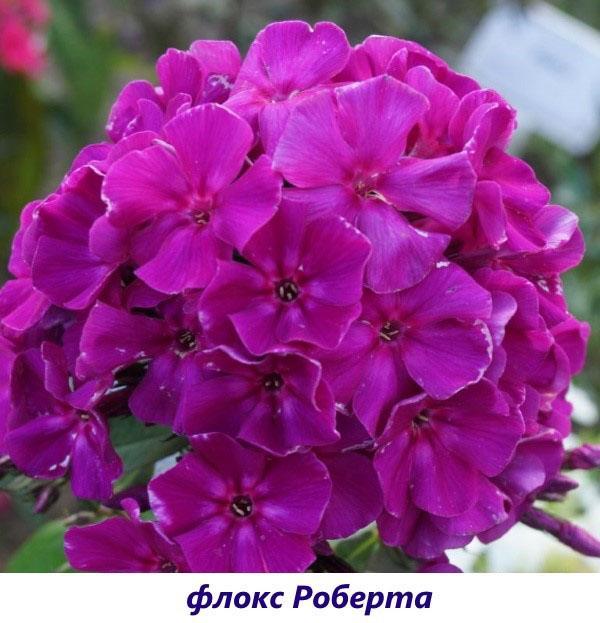 Phlox Roberta