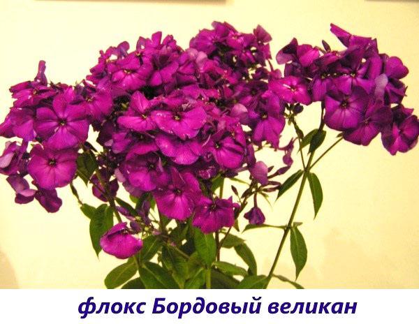 Phlox Bourgondische reus