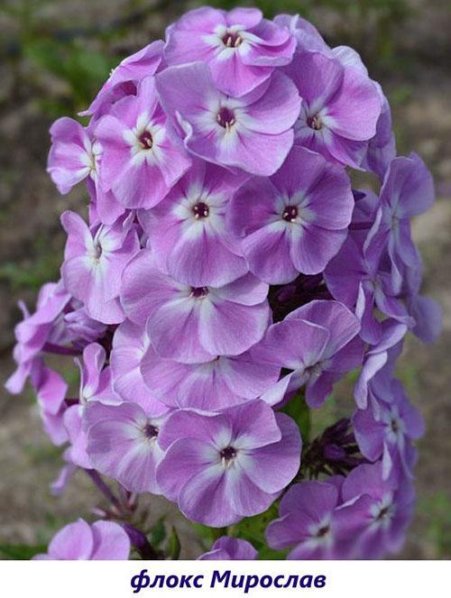 Phlox Miroslav