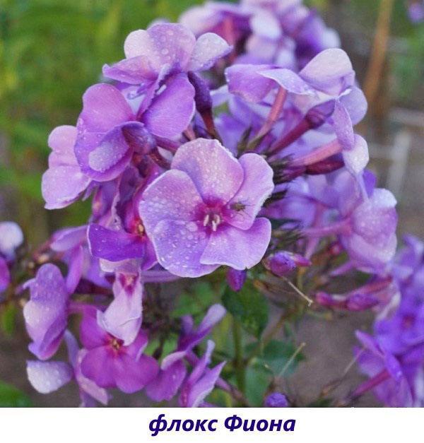 Phlox Fiona