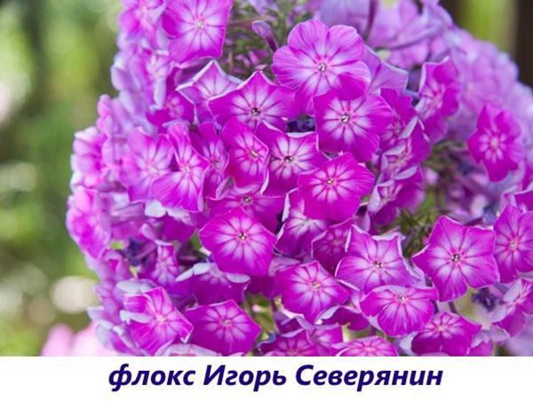 Phlox Igor Severyanin