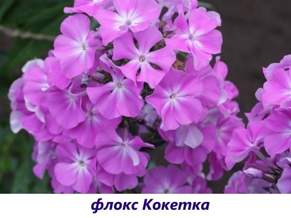 Phlox Coquette