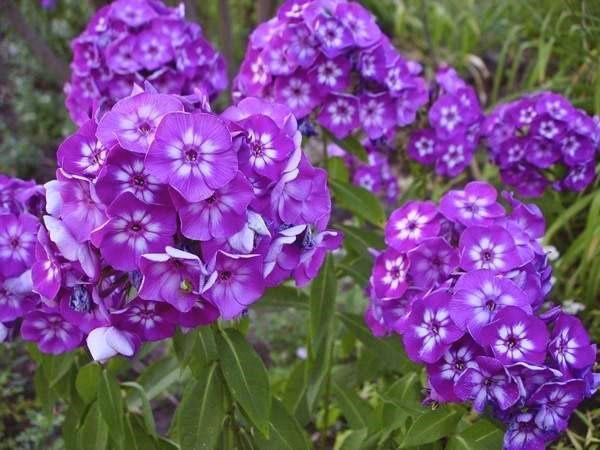 variëteiten van paniculaire phlox