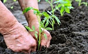 Tomaten planten in de volle grond