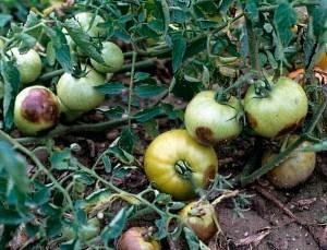 tomaten met Phytophthora