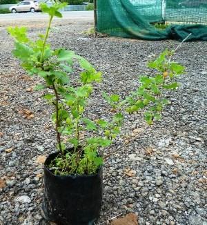 Kruisbessen in een pot