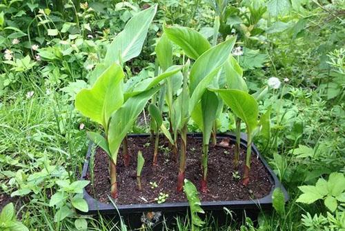 gekiemde blikjes planten