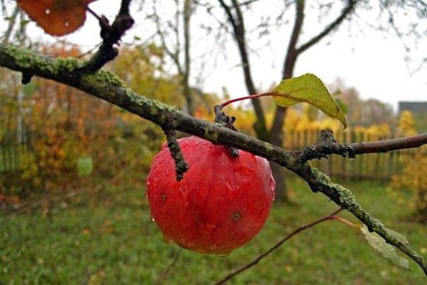 bestrijding van korstmossen op fruitbomen