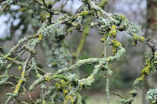 ernstige schade aan de boom door korstmossen