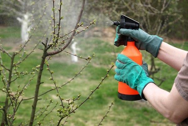 fruitboombehandeling tegen korstmossen